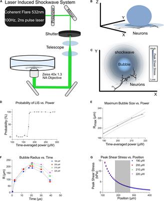 Laser-Induced Shockwave (LIS) to Study Neuronal Ca2+ Responses